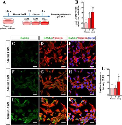 Glucose Increase DAGLα Levels in Tanycytes and Its Inhibition Alters Orexigenic and Anorexigenic Neuropeptides Expression in Response to Glucose